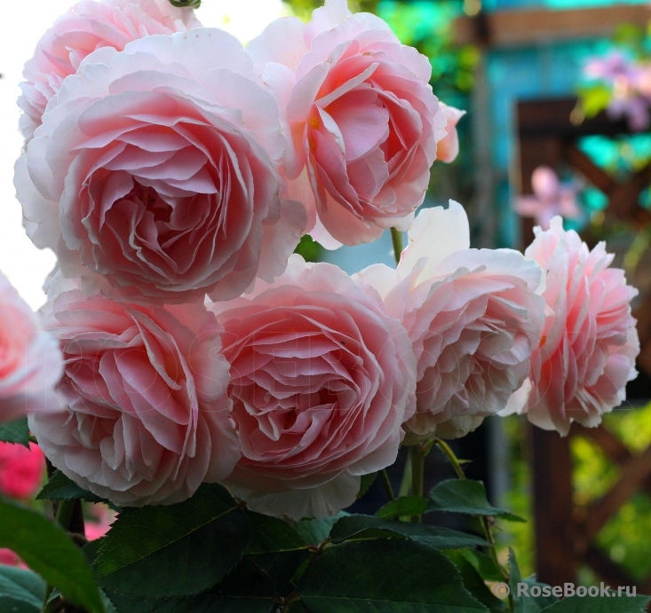 A Shropshire Lad