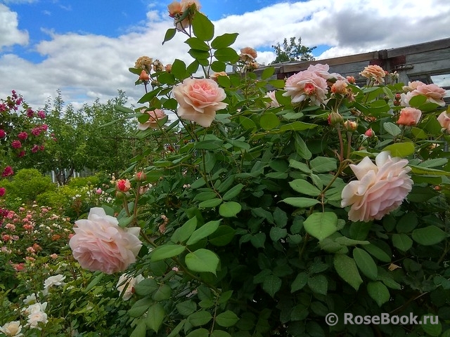 A Shropshire Lad