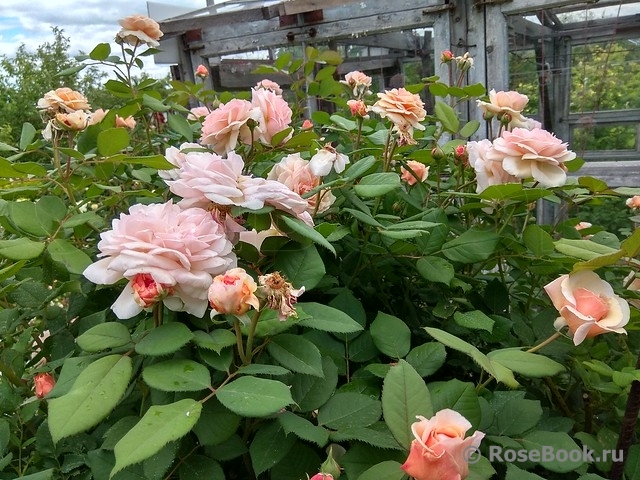 A Shropshire Lad