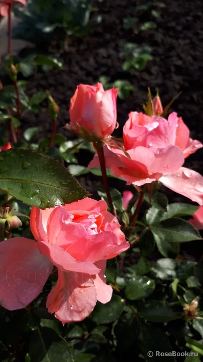 Jardins de France 