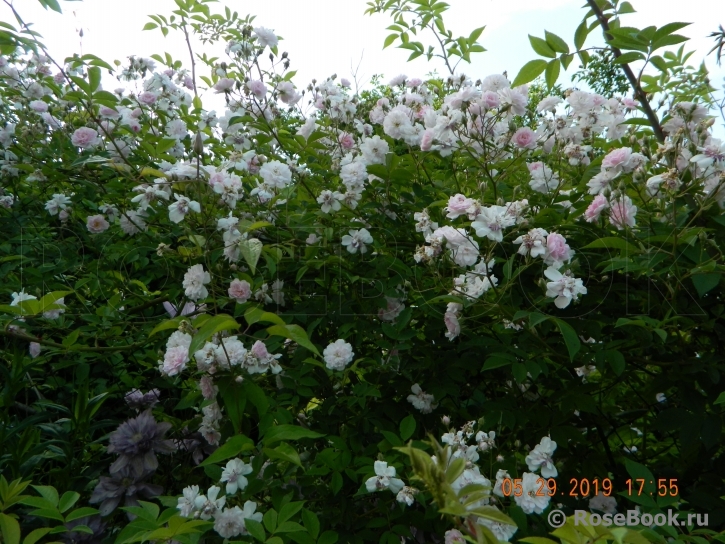 Paul’s Himalayan Musk 