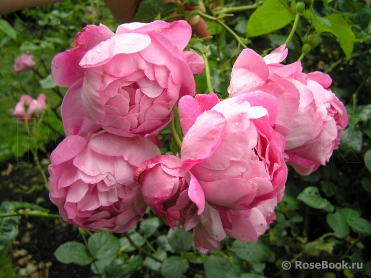 The Alnwick Rose