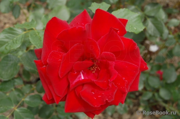 Le Rouge et le Noir 