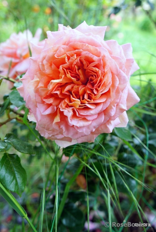 Abraham Darby