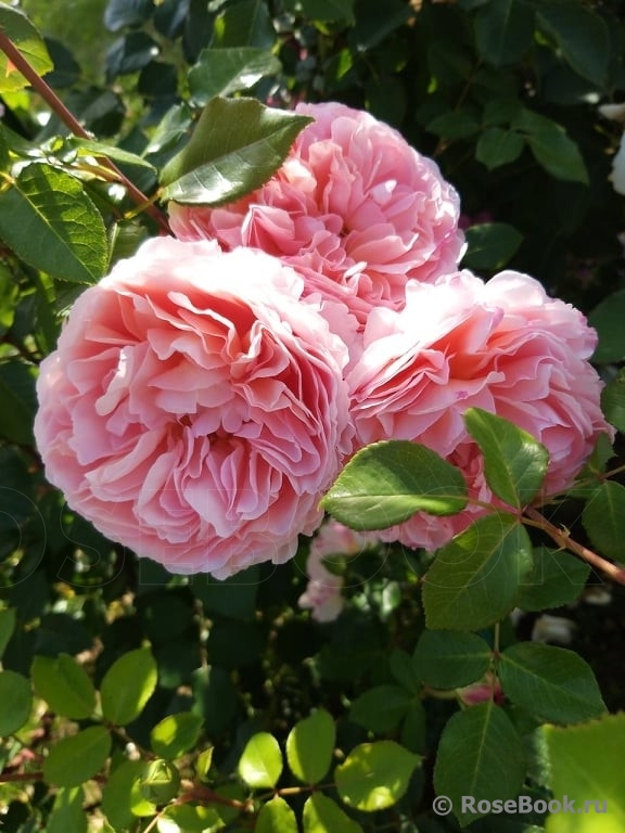 Abraham Darby