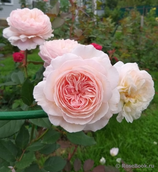 A Shropshire Lad