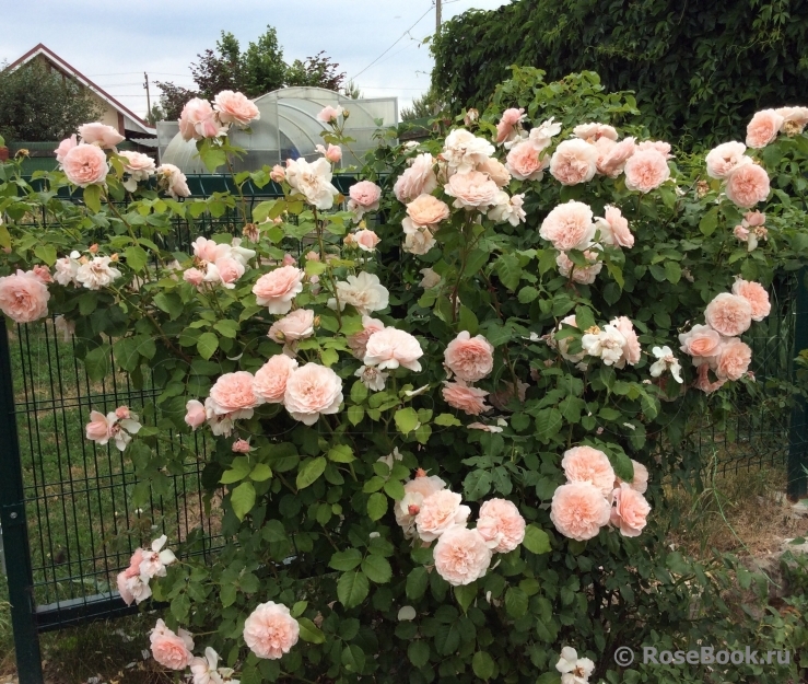 Rose de Tolbiac ®