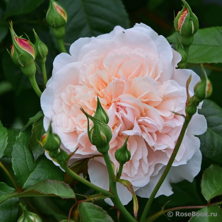 Rose de Tolbiac ®