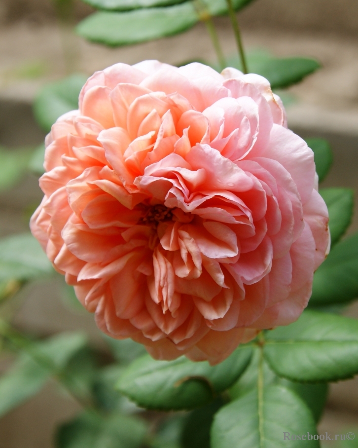 Abraham Darby