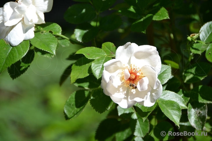 Jacqueline du Pre 