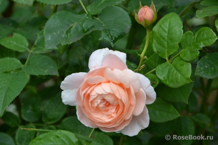 Ambridge Rose 