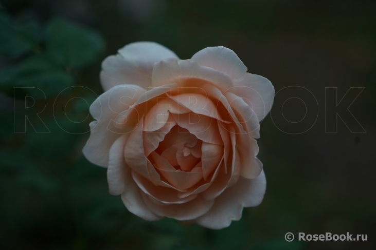 Ambridge Rose 