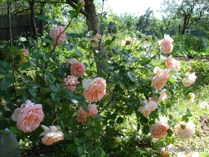 Abraham Darby