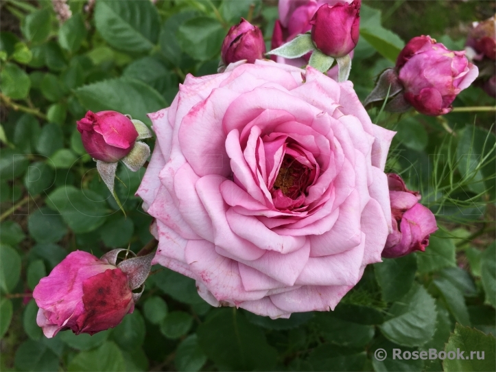 Durance Ancian Rosa