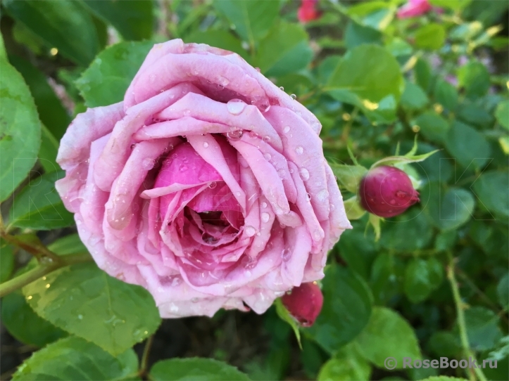 Durance Ancian Rosa