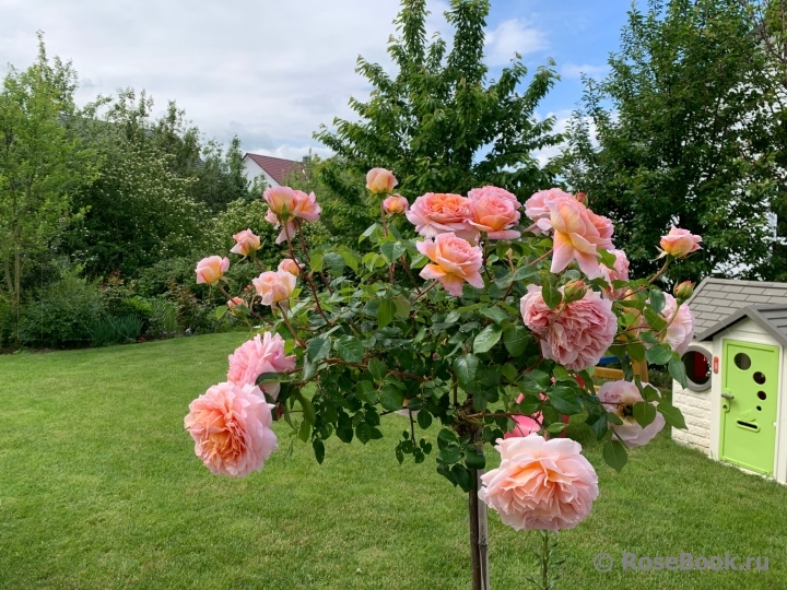 Abraham Darby