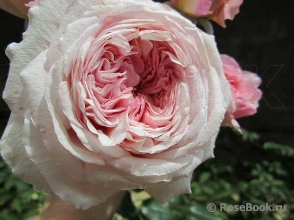 Abraham Darby