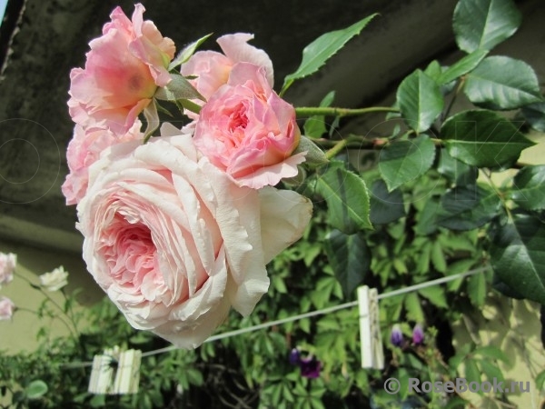 Abraham Darby