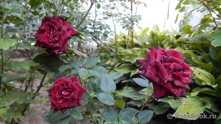 Black Baccara