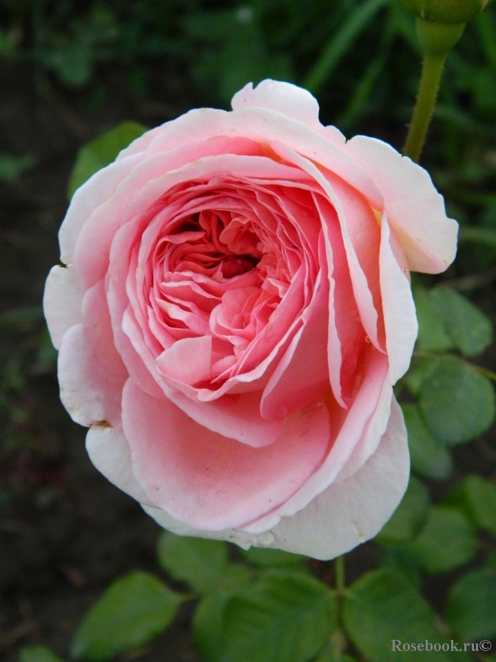 Abraham Darby