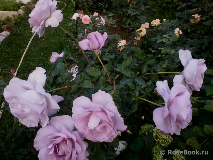 La Rose du Petit Prince