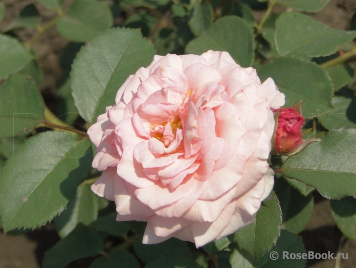 A Shropshire Lad