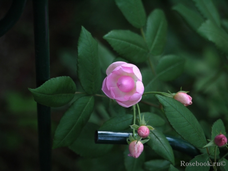 Fleur de Sardaigne