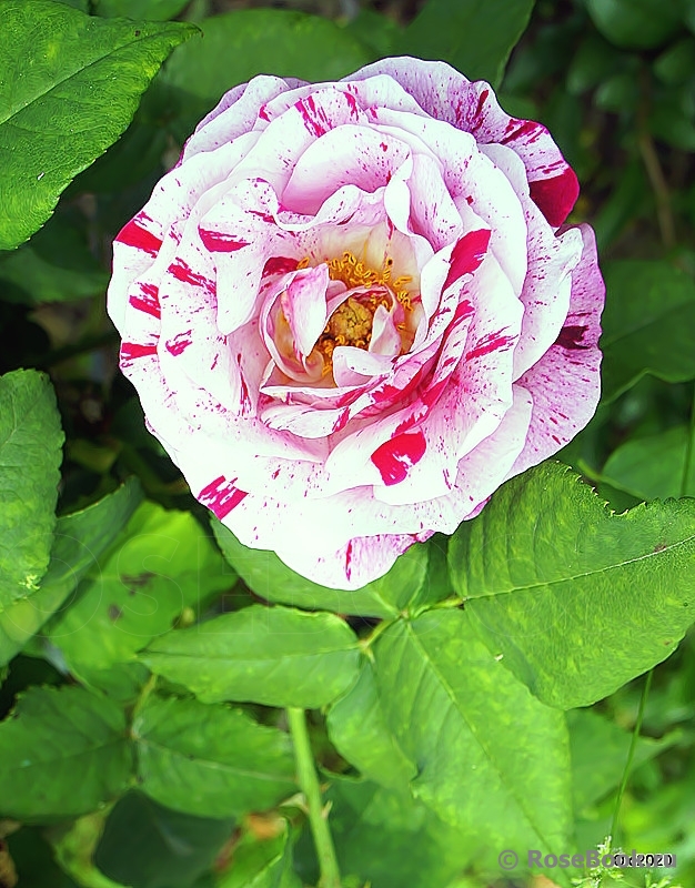 Variegata di Bologna 