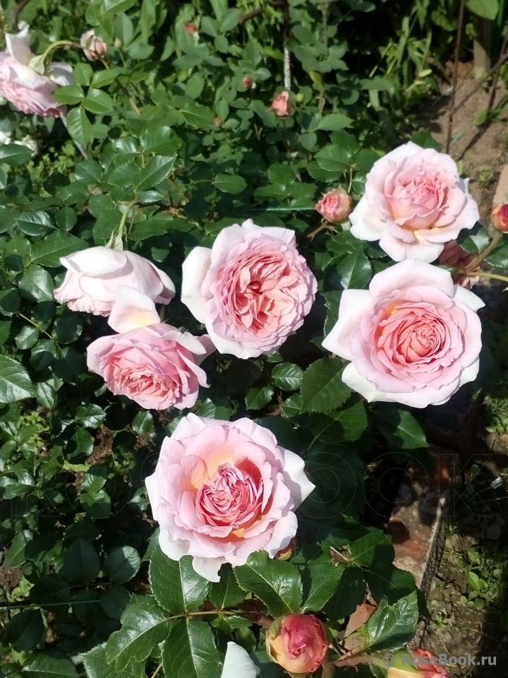 Abraham Darby