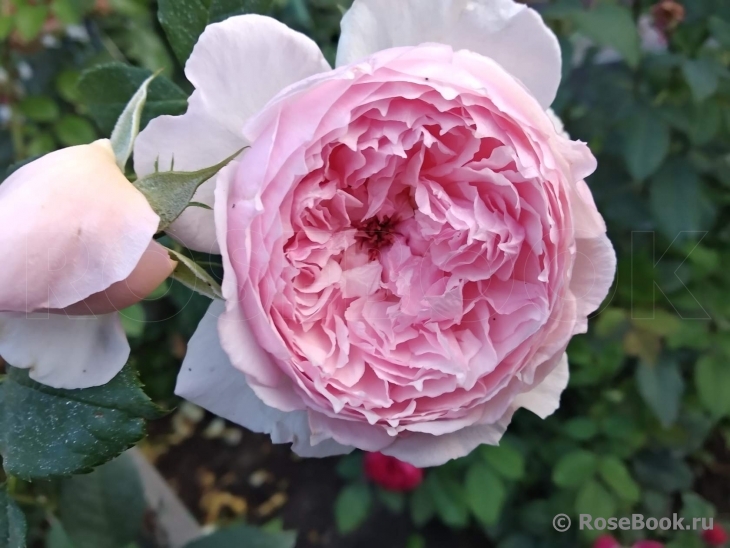 The Wedgwood Rose