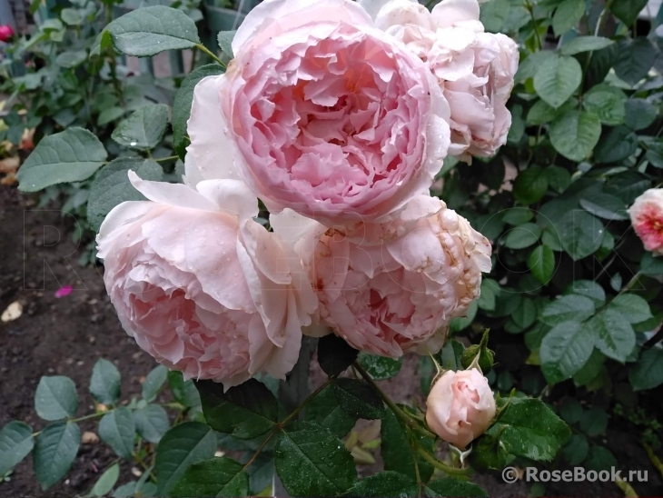 The Wedgwood Rose