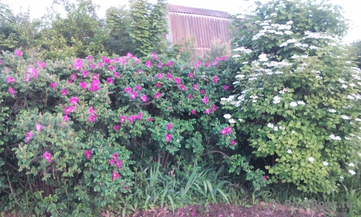 Rosa rugosa rubra