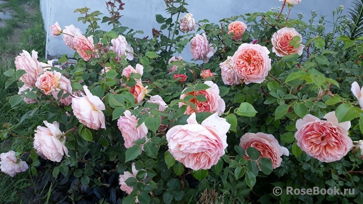 Abraham Darby