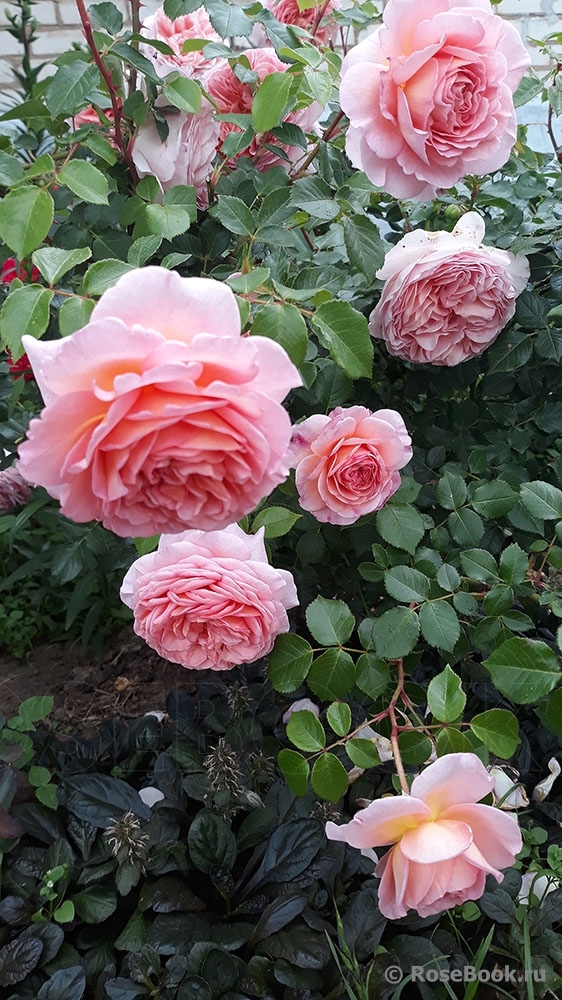 Abraham Darby