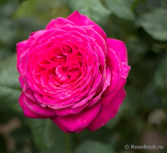 Johann Wolfgang von Goethe Rose®