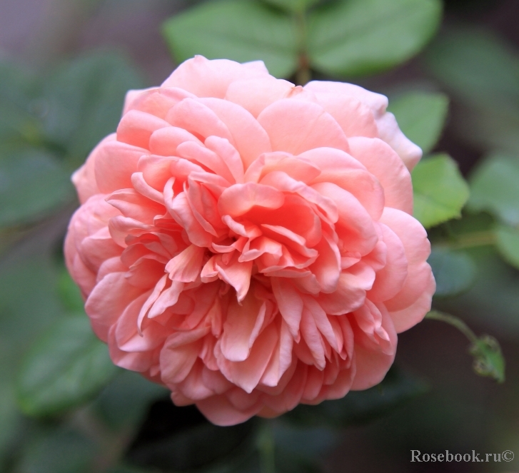 Abraham Darby