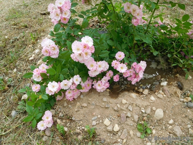 Apple Blossom 