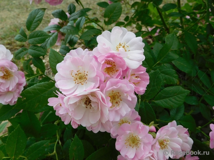 Apple Blossom 