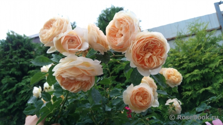 Crown Princess Margareta®