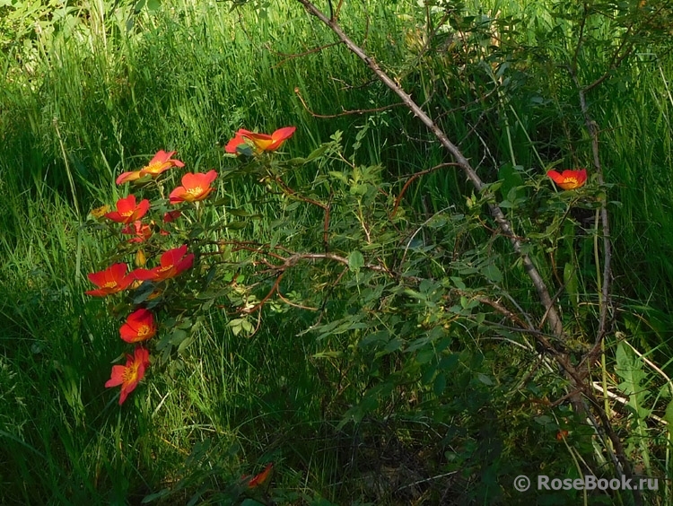 Rosa foetida Bicolor