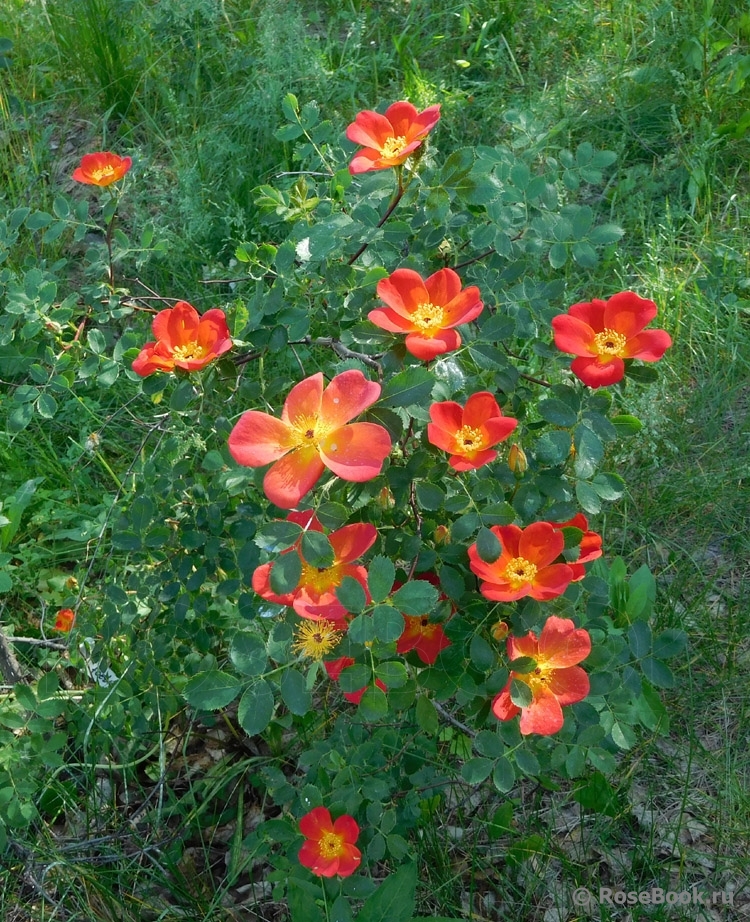 Rosa foetida Bicolor