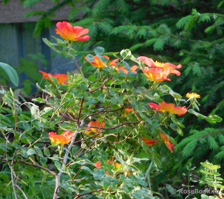 Rosa foetida Bicolor