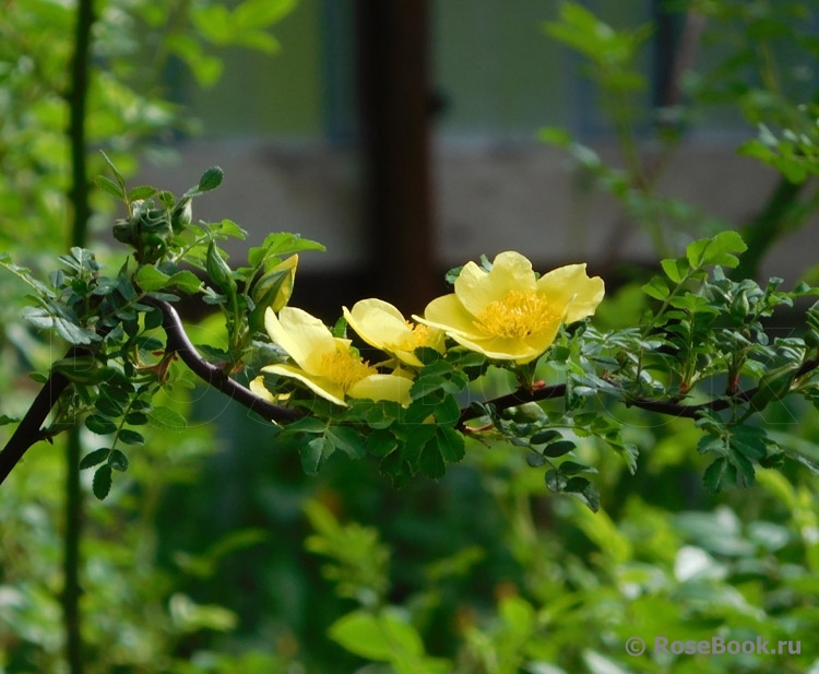 Canary Bird