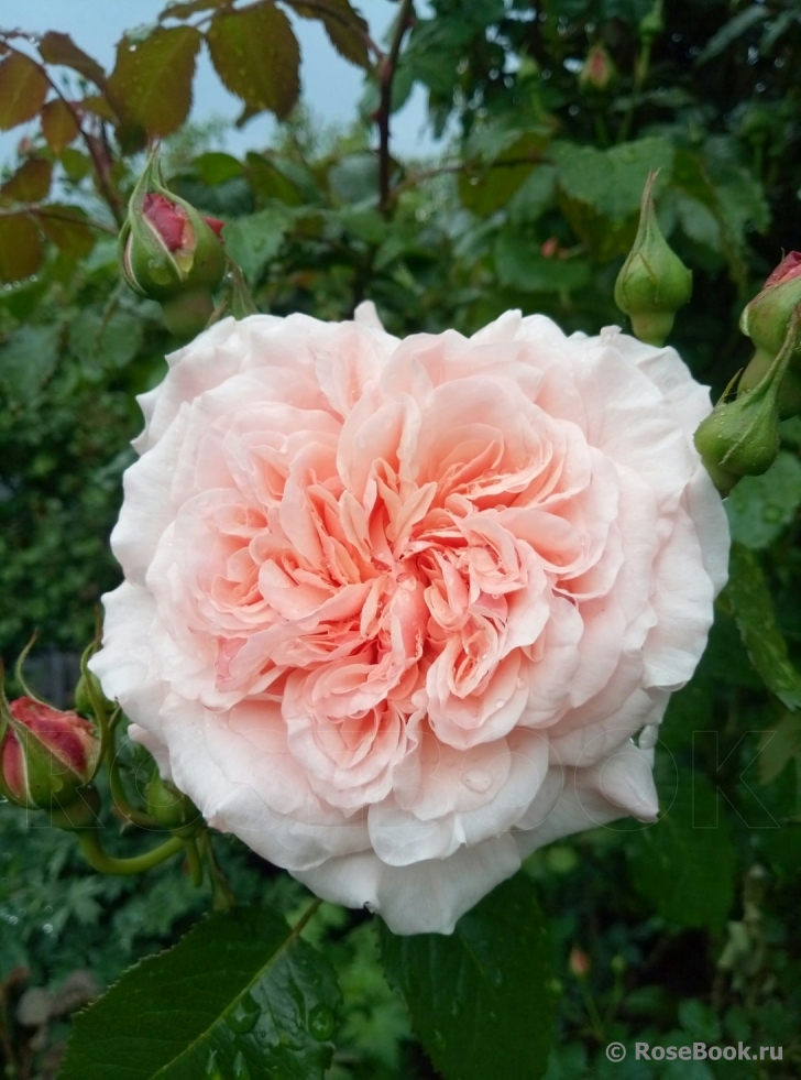 Rose de Tolbiac ®