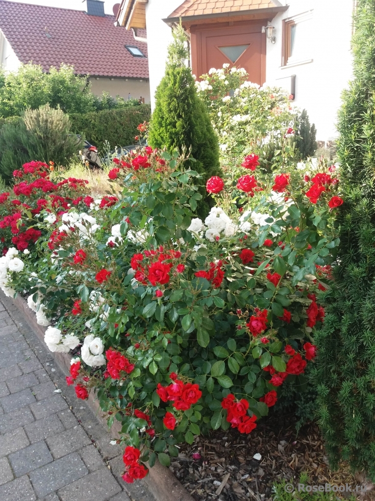 Black Forest Rose ®