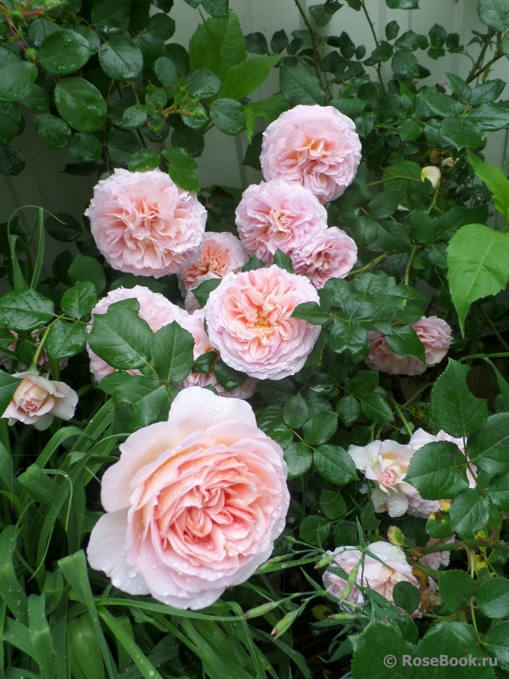 Abraham Darby