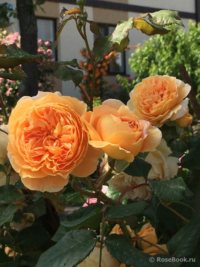 Crown Princess Margareta®