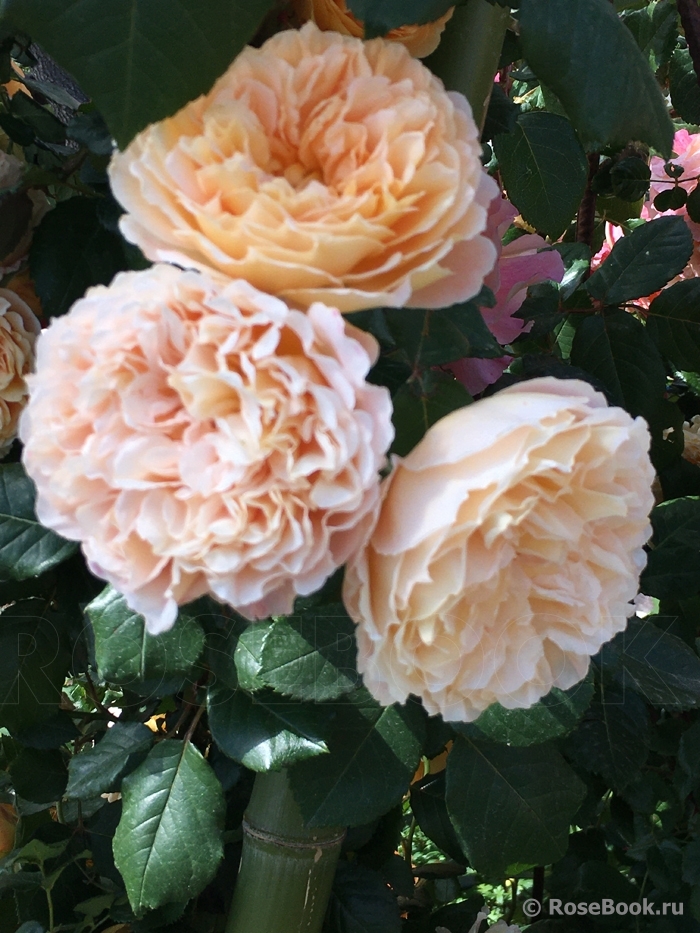 Crown Princess Margareta®