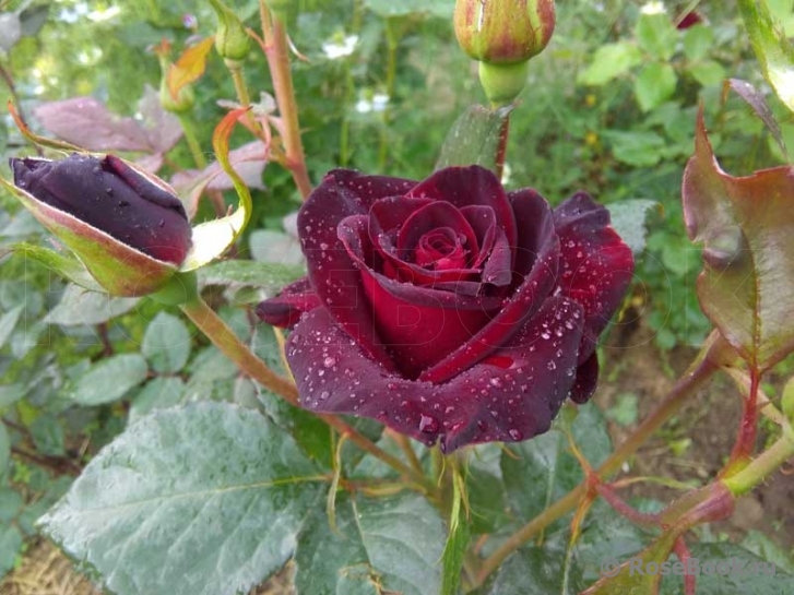 Black Baccara