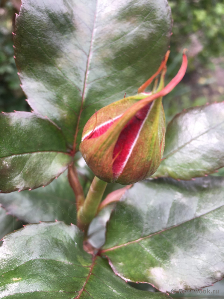 Black Baccara